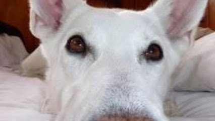 K-10 Dog Training (Because We’re One Better) LLC