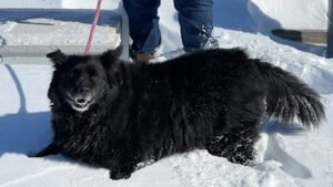 Pepper’s Paws Dog Training, LLC