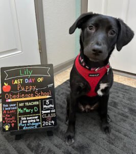 Mary D’s Dog Training