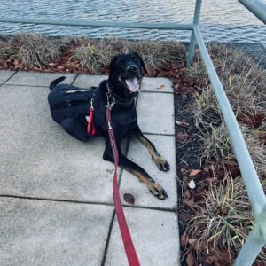 Brandywine Dog Academy