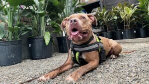 Core K9 Solutions LLC