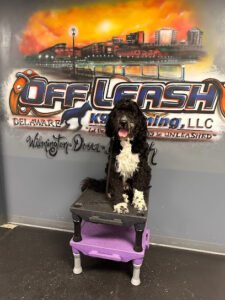 Off Leash K9 Training