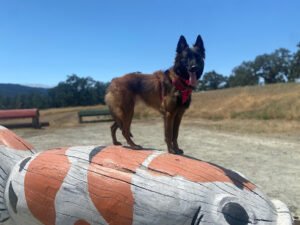 Motivated Canine LLC