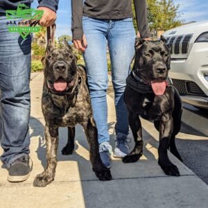 AlphA and Omega Dog Training – Fort Lauderdale