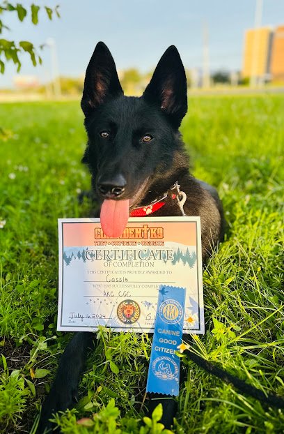 Confident K9 Spring Hill, Fl