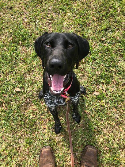 Great Dog Training