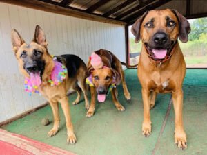 K9-KENT training solutions LLC