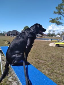 K9 Training Panama City