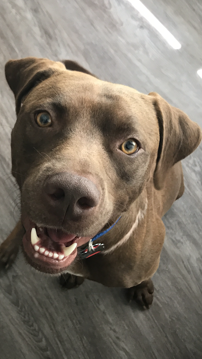 FLORIDA 5-STAR DOG TRAINING LLC