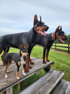 The Loyal Canine Dog Training