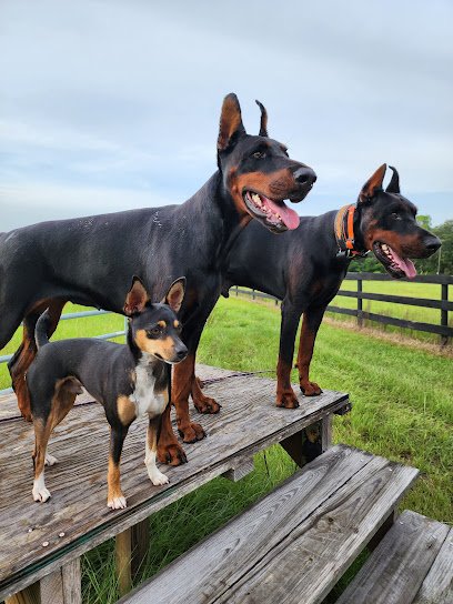 The Loyal Canine Dog Training