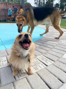 Accomplished Canine