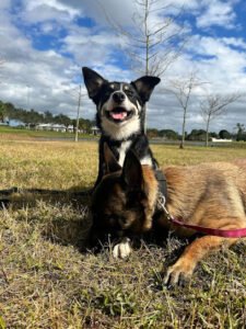 JDP Dogtraining LLC