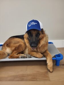 DOG TRAINING ELITE BROWARD