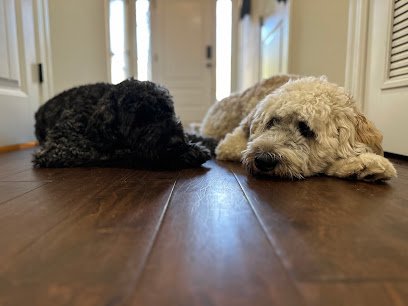 Elite Paws Training