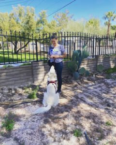 The Dog Training Spot
