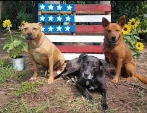 Dawg Phonics K9 Obedience Training