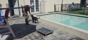 Got Your Back K9 Life