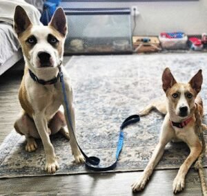 Aidas Haven K9 Solutions