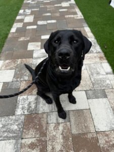 All Dogs Unleashed Dog Training Tampa