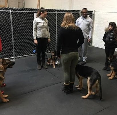 Best Tampa Dog Training