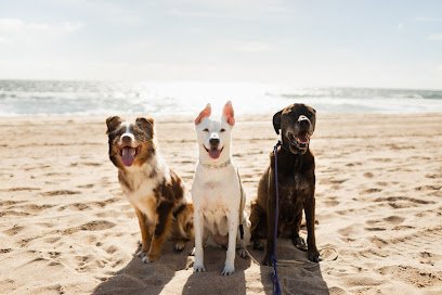 Pawpano Beach Dog Training
