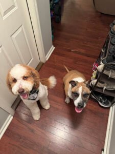 Top Notch Dog Training