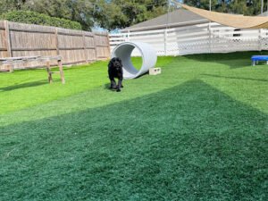 Elite Professional Dog Training