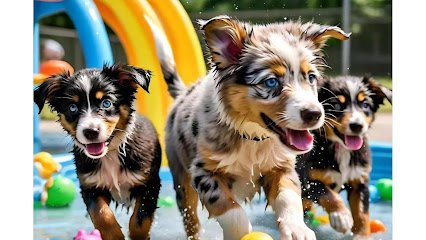 Debbie’s Dog Training