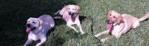 Pawsitive Dog Training