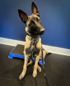 Off Leash K9 Training 30A