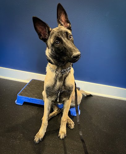 Off Leash K9 Training 30A