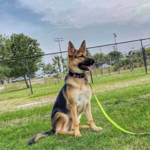 Frequency Canine Pensacola/Escambia County