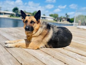Advanced K9 Academy
