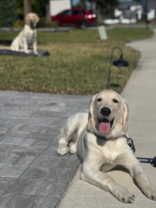 LuckysevenK9 Dog Training