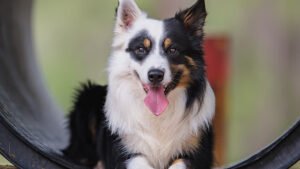 John K9 Dog Training