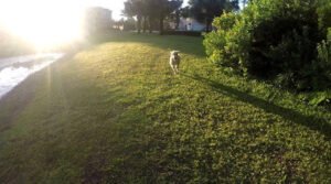 Lucky Paws K9 Training