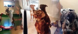 Palm Beach Dog Academy