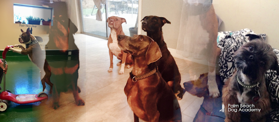 Palm Beach Dog Academy