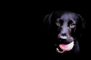 Bold City K9