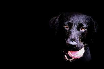Bold City K9