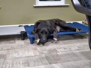 Gulf Coast K9 Dog Training