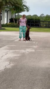 ALPHA DOG TRAINING