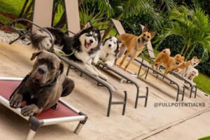 Full Potential K9 Inc