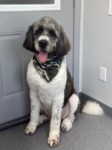 Premier K-9