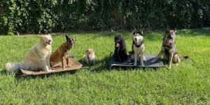 K9-Training Center