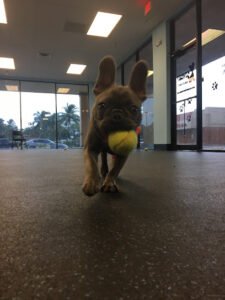 Dynamite Dog Training