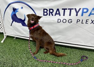 Bratty Paws Dog Plex
