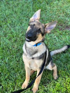 Ideal Dog Training LLC