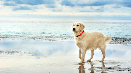 Sit Means Sit Dog Training Tampa